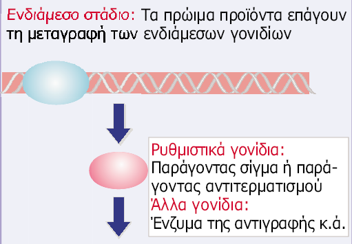 (πρώιμα) 3) Όψιμα γονίδια