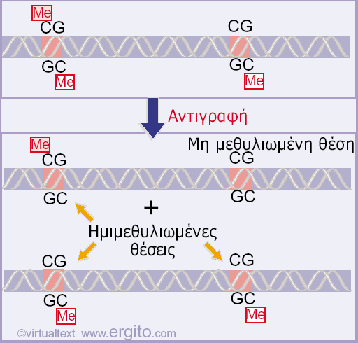 2-7% των C