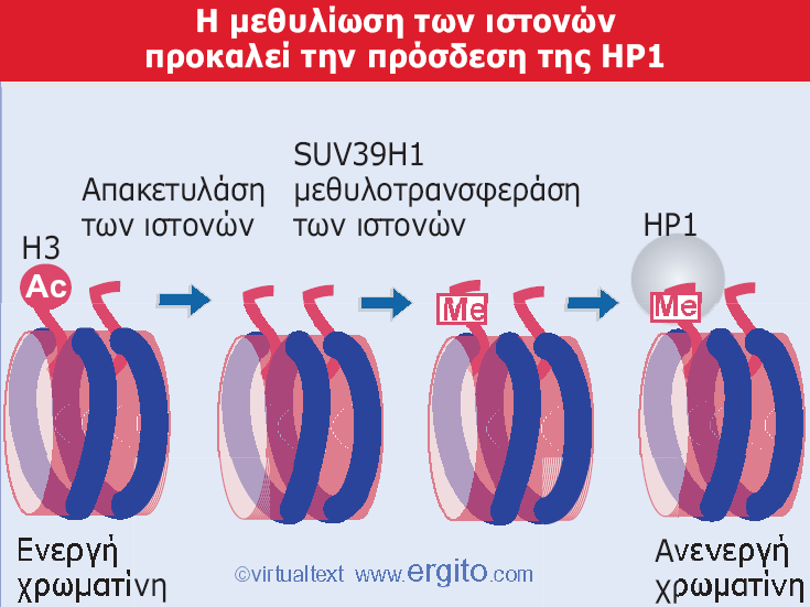 Lys της ιστόνης H3.