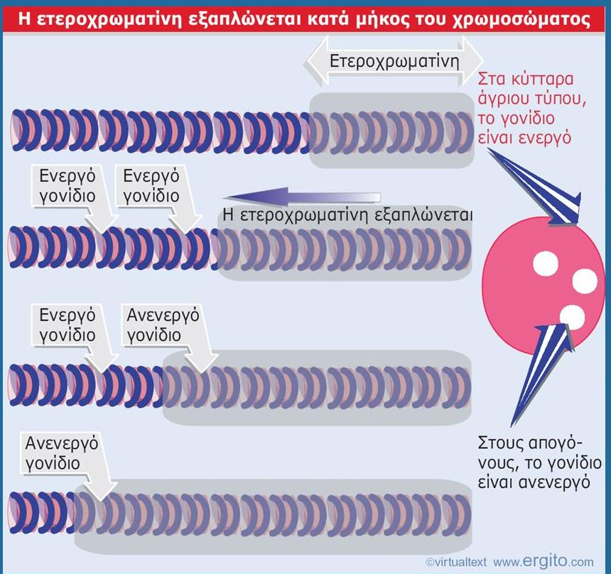 Genes VIII - Ακαδημαϊκές Εκδόσεις 2004 Ποικιλότητα λόγω θέσης (Position effect variegation -PEV). Χ Εικόνα 23.