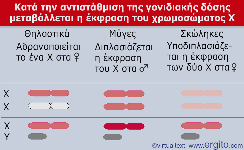 Εικόνα 23.