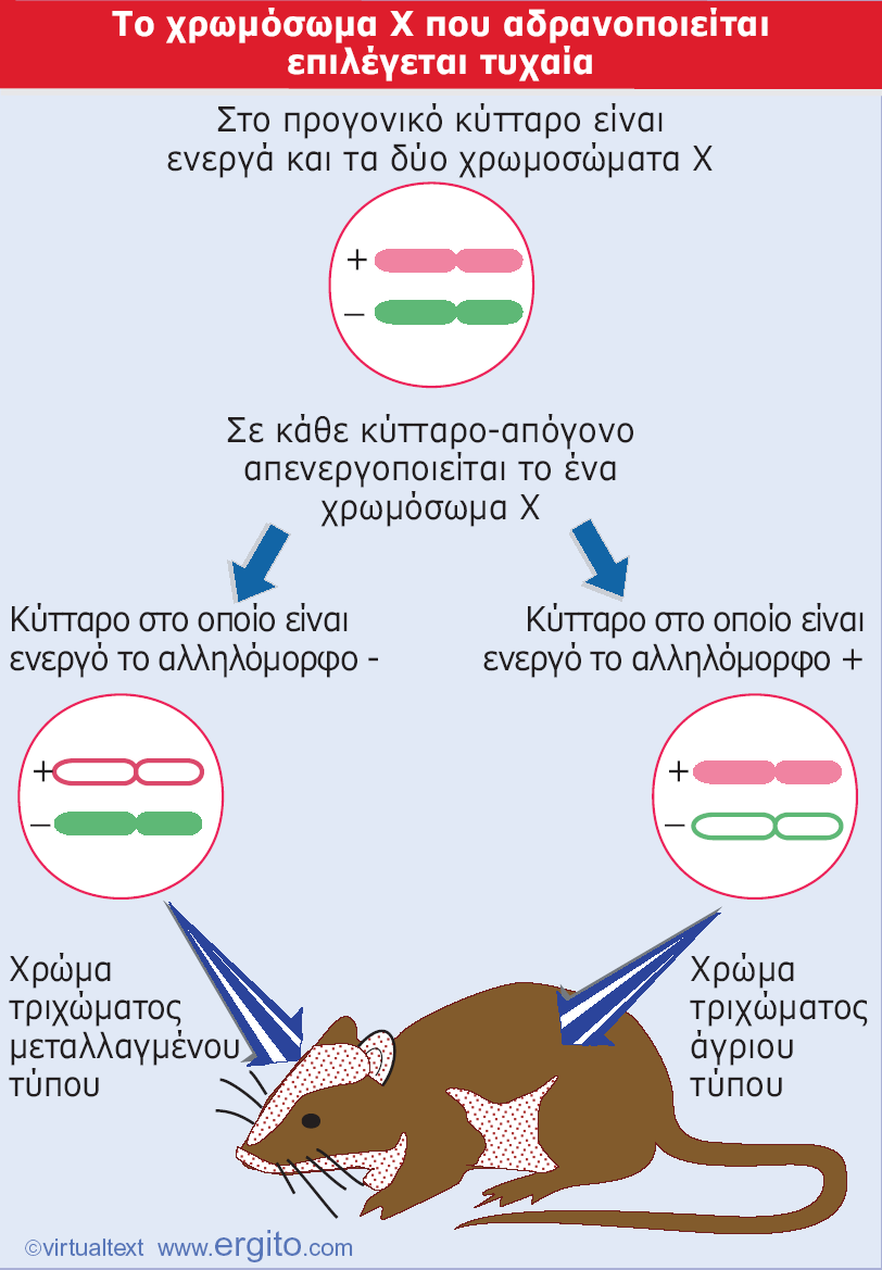 Λευκό δέρμα Μητρικό Πατρικό Εικόνα 23.28 Η φυλοσύνδετη ποικιλομορφία προκύπτει λόγω τυχαίας απενεργοποίησης διαφορετικού χρωμοσώματος Χ σε κάθε προγονικό κύτταρο.