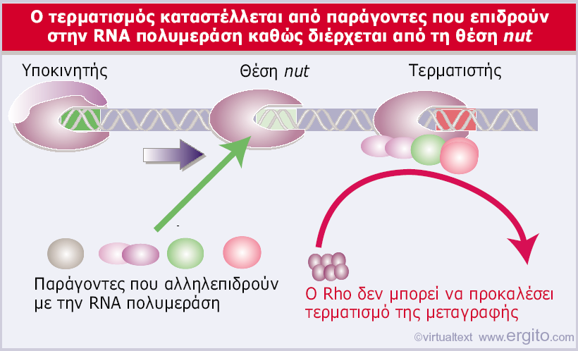 Ασθενείς τερματιστές