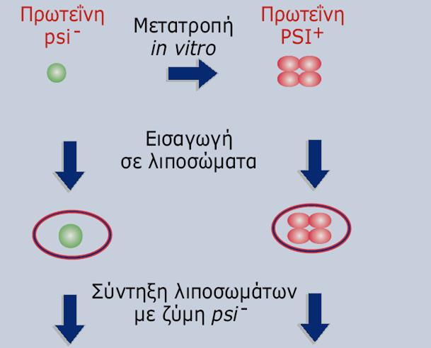 Επικρατές,