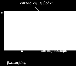 Με βάση τα χαρακτηριστικά που παρουσιάζει το παραμήκιο, σε ποιο βασίλειο πιστεύετε ότι ταξινομείται; (0,25 μ.)... ii.