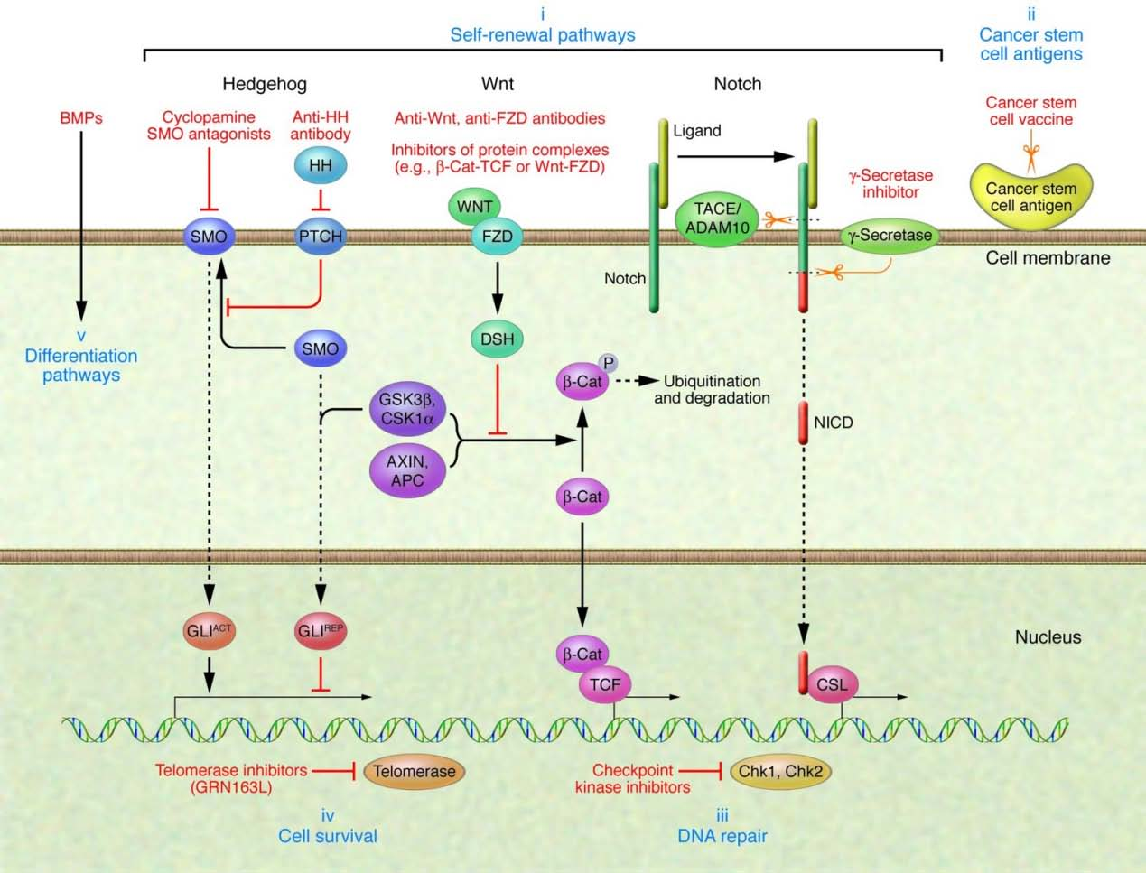 Εικόνα 3: Πολυδύναμα Βλαστικά κύτταρα (Source:http://www.stemcellresearchfoundation.