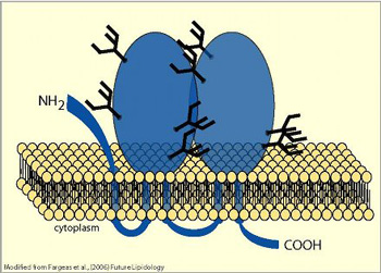 Εικόνα 21: Ο επιφανειακός δείκτης CD133 (source: www.biotec.tu-dresden.de/research/corbeil/).