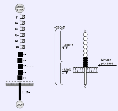 Εικόνα 22: Η διαμεμβρανική πρωτεϊνη L1CAM (Fogel et al., 2003 and Maretzky et al., 2005).