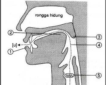 Apa Adik Bebas Kita e) Vokal belakang sempit [u].