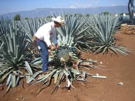 Η πρώτη επίσηµη κρατική άδεια από την ισπανική κυβέρνηση για την καλλιέργεια της µπλε αγαύης και τη λειτουργία αποστακτήρα µε σκοπό την παρασκευή τεκίλας δόθηκε στον Jose Cuervo.