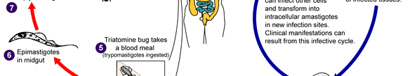 Subcutaneous Mycosis Komast ekki inn í húð nema í gegnum sár. Flestar sýkingar á berfóta bóndum.