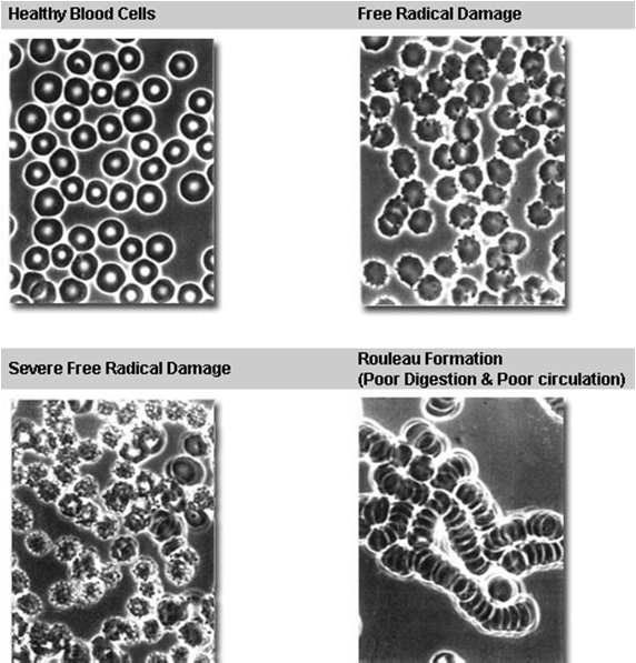 (masnokiselinskih i drugih): Dezorganizacija ćelijske membrane