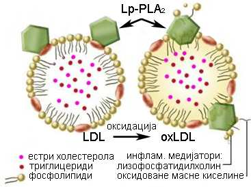 Слика 6.