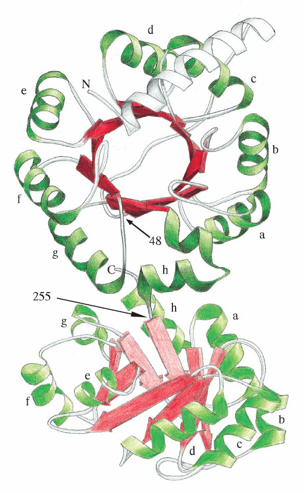Κεφάλαιο 4 Δομές α/β: Διπλά Βαρέλια Eικόνα 4.7 Δύο από τις ενζυμικές ενεργότητες που εμπλέκονται στη βιοσύνθεση της τρυπτοφάνης στην E.