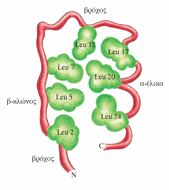 Κεφάλαιο 4 Δομές α/β: Μοτίβα πλούσια σε Λευκίνη Τα κατάλοιπα της Leu σχηματίζουν έναν υδρόφοβο πυρήνα ανάμεσα στην β-πτυχωτή επιφάνεια και στις α-έλικες. Εικόνα 4.
