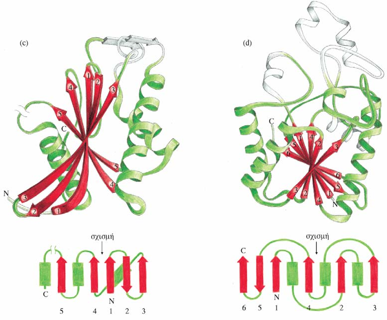 Κεφάλαιο 4 Δομές α/β: Ενεργά κέντρα στα C-άκρα των κλώνων (c) Η επικράτεια πρόσδεσης ATP του γλυκολυτικού ενζύμου εξωκινάση που καταλύει τη φωσφορυλίωση της γλυκόζης.
