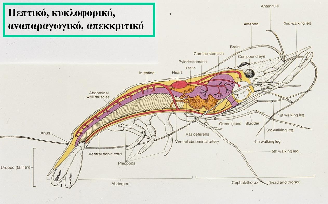 Ανατομία Δεκαπόδου 1/3 21 Ενότητα 17.