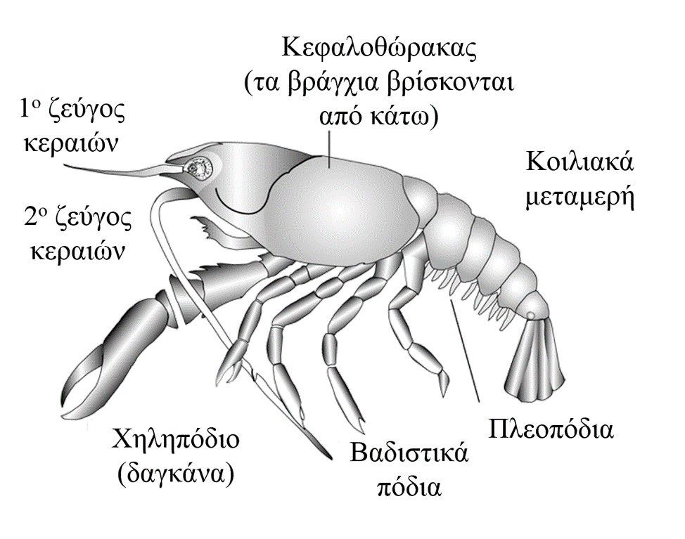 Εξωτερική μορφολογία 1/2 4 Ενότητα