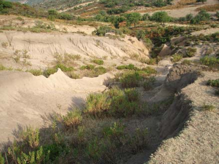 Στις τελευταίες, τα εδάφη είναι αβαθή, με μικρού πάχους ή ανύπαρκτο οργανικό ορίζοντα, ενώ σε αρκετές