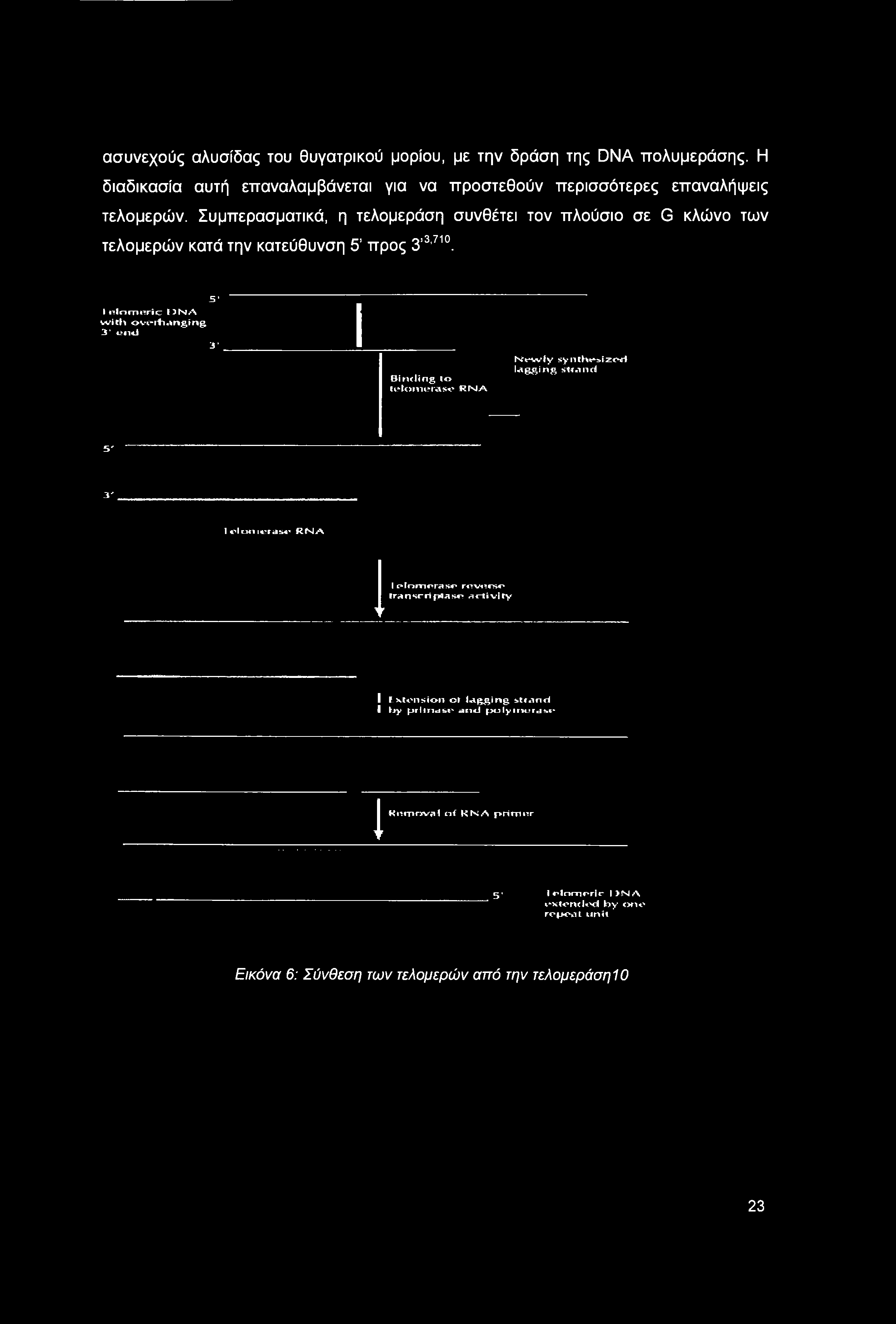 I nlomnric DMA with overhanging 3* end 5* 3* Binding to lelomerase RNA Newly synthesized lagging strand