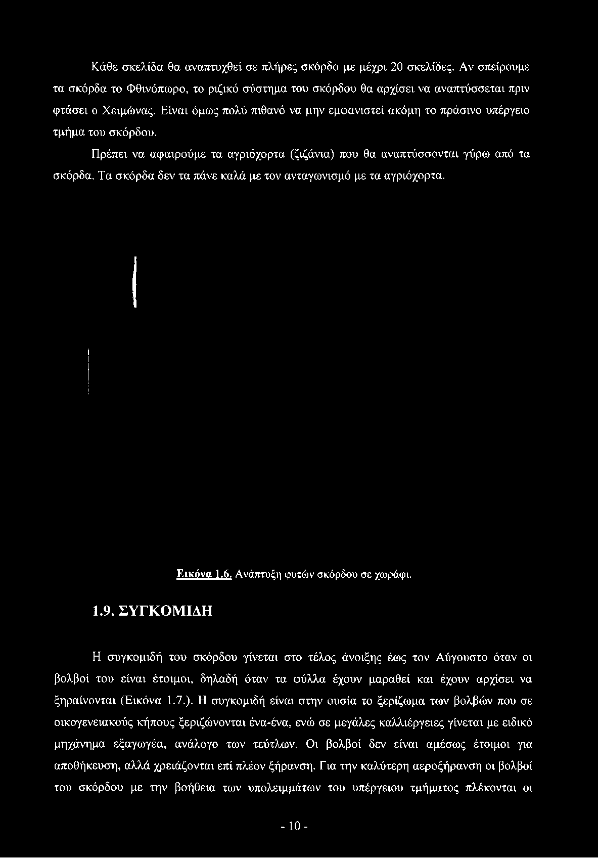 Είναι όμως πολύ πιθανό να μην εμφανιστεί ακόμη το πράσινο υπέργειο τμήμα του σκόρδου. Πρέπει να αφαιρούμε τα αγριόχορτα (ζιζάνια) που θα αναπτύσσονται γύρω από τα σκόρδα.