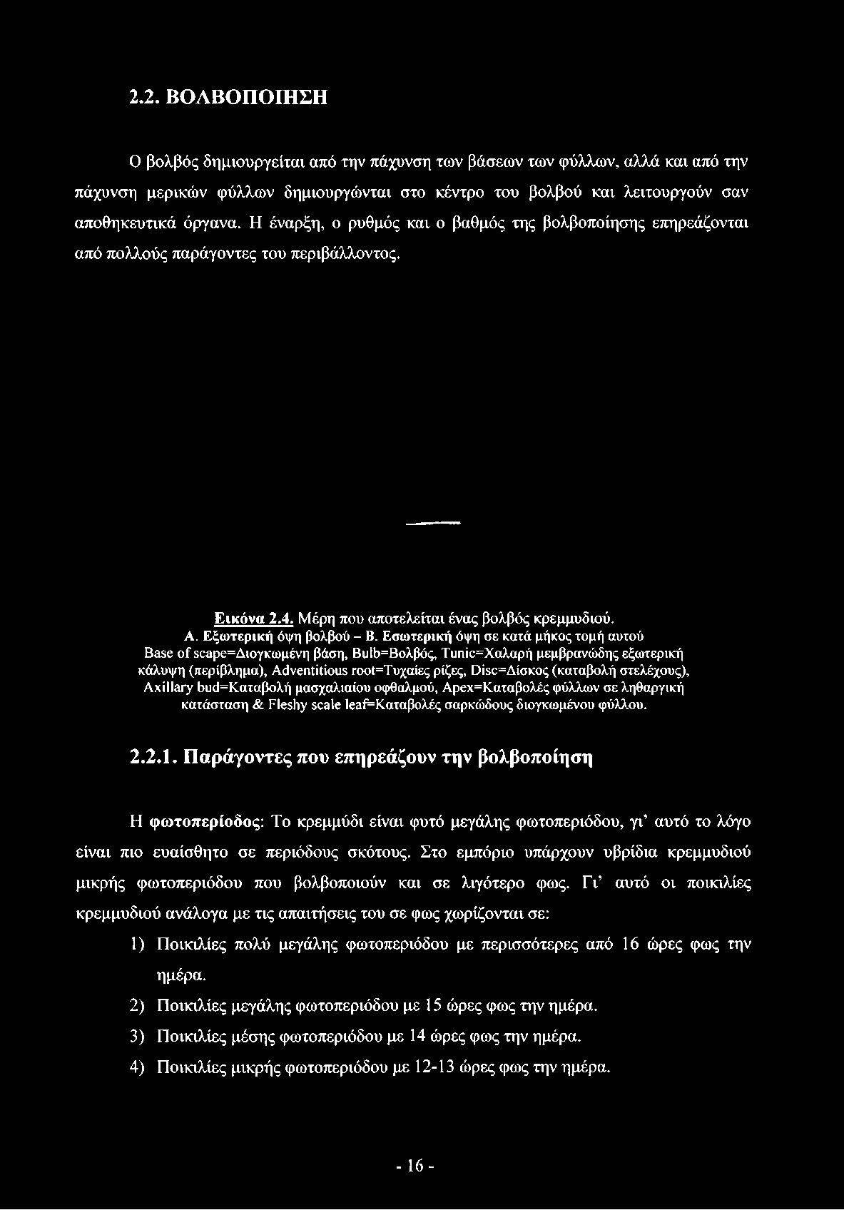 Εσωτερική όψη σε κατά μήκος τομή αυτού Base of 5οαρε=Διογκωμένη βάση, Βιι1ύ=Βολβός, Τιιηίο=Χαλαρή μεμβρανώδης εξωτερική κάλυψη (περίβλημα), Adventitious ΐΌθί=Τυχαίες ρίζες, Disc=AioKog (καταβολή