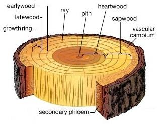 Το εγκάρδιο ξύλο αποτελεί έναν νεκρό, αλλά ισχυρά θωρακισμένο ιστό με αμυντικό προορισμό λειτουργικό ξύλωμα: σομφό ξύλο