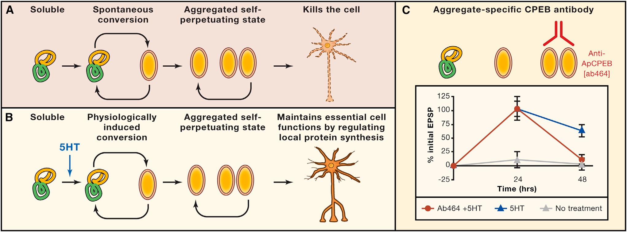 Διατήρηση της Μακρόχρονης Μνήµης CPEB (cytoplasmic polyadenylation element binding): προκαλεί πολυαδενυλίωση των mrna στις ενισχυµένες συνάψεις και ενισχύει τη µετάφρασή τους.