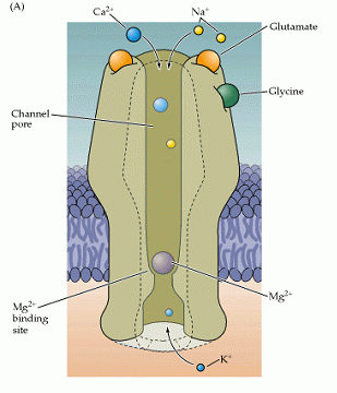 Ο υποδοχέας Ν-µεθυλο-D-ασπαραγινικού (NMDA) Ενεργοποίηση από γλουταµινικό Η γλυκίνη δρα ως συνενεργοποητής όµως