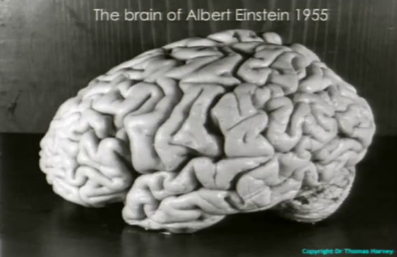 Στον εγκέφαλο του Einstein
