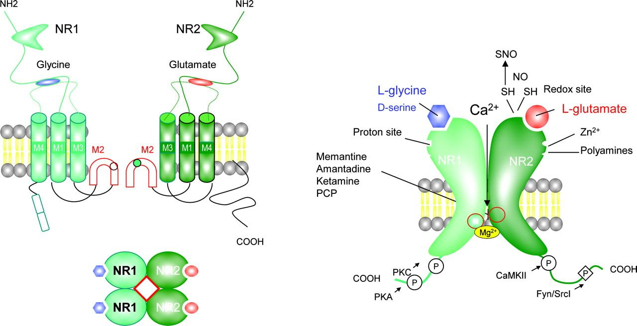 Blockers Μακρόχρονη Συναπτική Πλαστικότητα Δομή υποδοχέα NMDA Αύξηση ρεύματος Ο NMDAR συγκροτείται ως τετραμερές από δύο NR1 και