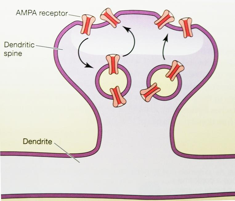 Μακρόχρονη Συναπτική Πλαστικότητα Οι υποδοχείς AMPA διακινούνται / ανακυκλώνονται: 1. Συνεχώς, Συστατική ανακύκλωση 2.