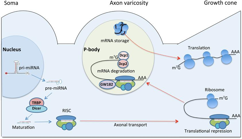 micrornas Di Wu & Alexander K.