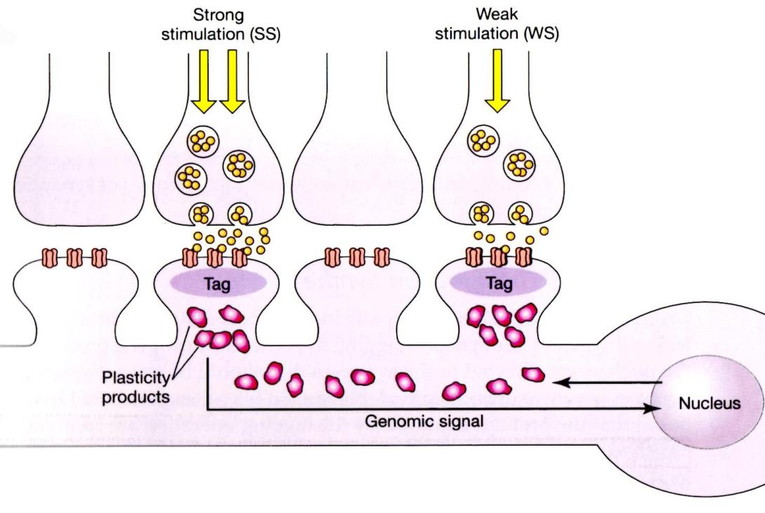 Συναπτική Σήμανση Υπόθεση Συναπτικής Σήμανσης (Frey & Morris, 1997, 1998) Ερεθισμός που προκαλεί L-LTP, προκαλεί 2 διεργασίες: 1. Εντός της άκανθας δημιουργείται μία σήμανση. 2. Έναν γενομικό καταρράκτη παραγωγής νέου mrna, πρωτεϊνών (προϊόντα πλαστικότητας).