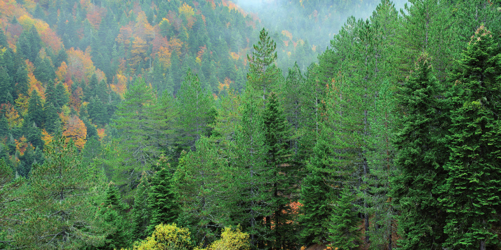 Αγροπεριβάλλοντος Forest Service Directorate