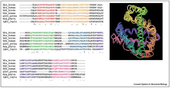 Σχήµα 1.1: Multiple Sequence Alignment 1.2 Γιατί να κάνουµε Multiple Sequence Alignments (MSAs) Οι Multiple Sequence Alignments έχουν µεγάλη σηµασία για τη βιολογική έρευνα.