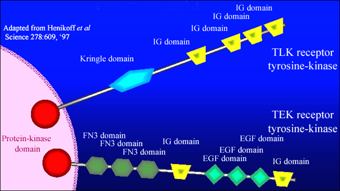 Είδος στοίχισης Τοπική στοίχιση (local alignment) αναζήτηση όμοιων τμημάτων των ακολουθιών για ακολουθίες διαφορετικού μήκους με μία ή περισσότερες