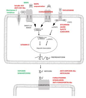 Hepcidin-oriented therapeutic interventions in development agents increasing expression of hepcidin Red: Hepcidin antagonists Agents decreasing expression of hepcidin, anti-hepcidin antibodies