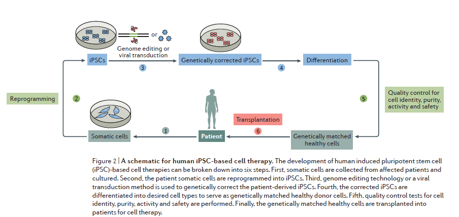 Induced pluripotent stem cell technology: a decade of progress.