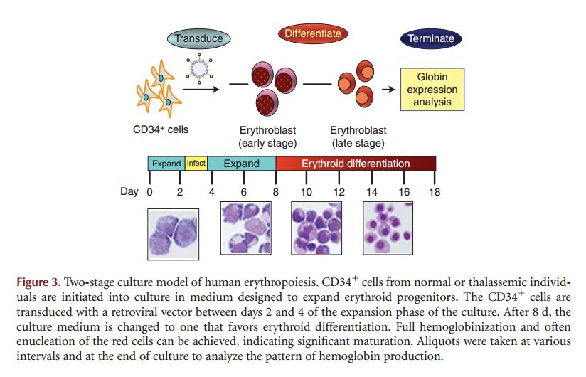 2017 Feb;16(2):115-130 Development of gene therapy for thalassemia.
