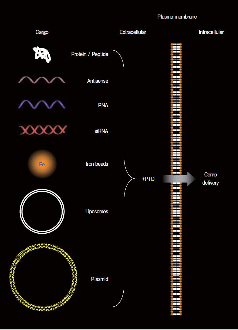 Τεχνολογία των PTDs ή CPPs Μικρά πεπτίδια (<30 αα) Protein Transduction Domains (PTDs) or Cell Penetrating Peptides (CPPs) με