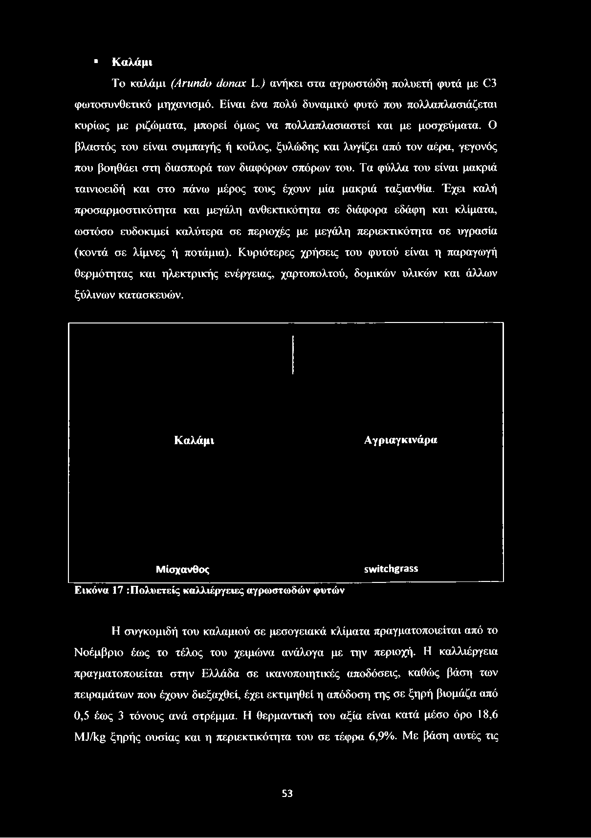 Έχει καλή προσαρμοστικότητα και μεγάλη ανθεκτικότητα σε διάφορα εδάφη και κλίματα, ωστόσο ευδοκιμεί καλύτερα σε περιοχές με μεγάλη