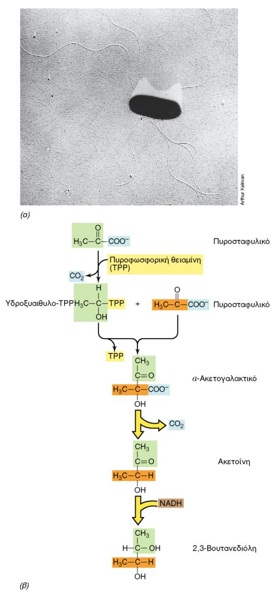 ΠΡΩΤΕΟΒΑΚΤΗΡΙΑ ΕΝΤΕΡΙΚΑ ΒΑΚΤΗΡΙΑ Escherichia, Salmonella, Proteus, Enterobacter Ιατρική σημασία, πολλά χαρακτηρισμένα στελέχη Gram-, μη σποριωτικά ραβδόμορφα, προαιρ.