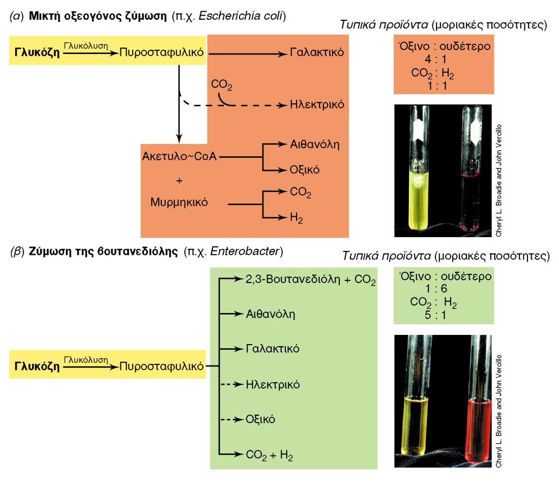 ΖΥΜΩΣΗ ΣΑΚΧΑΡΩΝ ΣΤΑ ΕΝΤΕΡΟΒΑΚΤΗΡΙΑ Εικόνα 12.24: Διάκριση μεταξύ (α) μικτής οξεογόνου ζύμωσης και (β) ζύμωσης της βουτανεδιόλης, στα εντερικά βακτήρια.