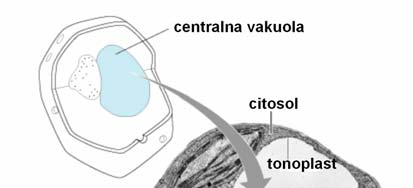 vakuole z eteričnimi olji) ali z invaginacijo plazmaleme (pri pinocitozi) lahko nastajajo vakuole napolnjene s celičnim sokom obdane z enojno elementarno membrano