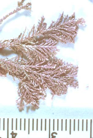 koralnih sprudova Batrachospermum - Slatkovodna CA