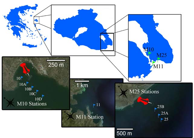 πυθμένα, τη φυτοκάλυψη (Langer et al., 1998), την αλατότητα καθώς και τις ροές θρεπτικών και οργανικού άνθρακα (Kurbjeweit et al., 2000; Bergin et al., 2006).