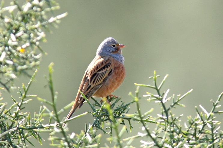 Το Σιταροπούλλι (Emberiza caesia) είναι είδος προτεραιότητας για την ΕΕ για το οποίο η Κύπρος φιλοξενεί σημαντικό ποσοστό του πληθυσμού της Ευρώπης, γύρω στο 10%.