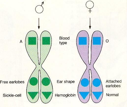 - Ομόλογα χρωμοσώματα - αλληλόμορφα γονίδια Κάθε ζευγάρι ομόλογων χρωμοσωμάτων έχει 1 χρωμόσωμα μητρικής και 1 χρωμόσωμα πατρικής προέλευσης Μία διευκρίνιση για τις εικόνες των χρωμοσωμάτων σε βιβλία