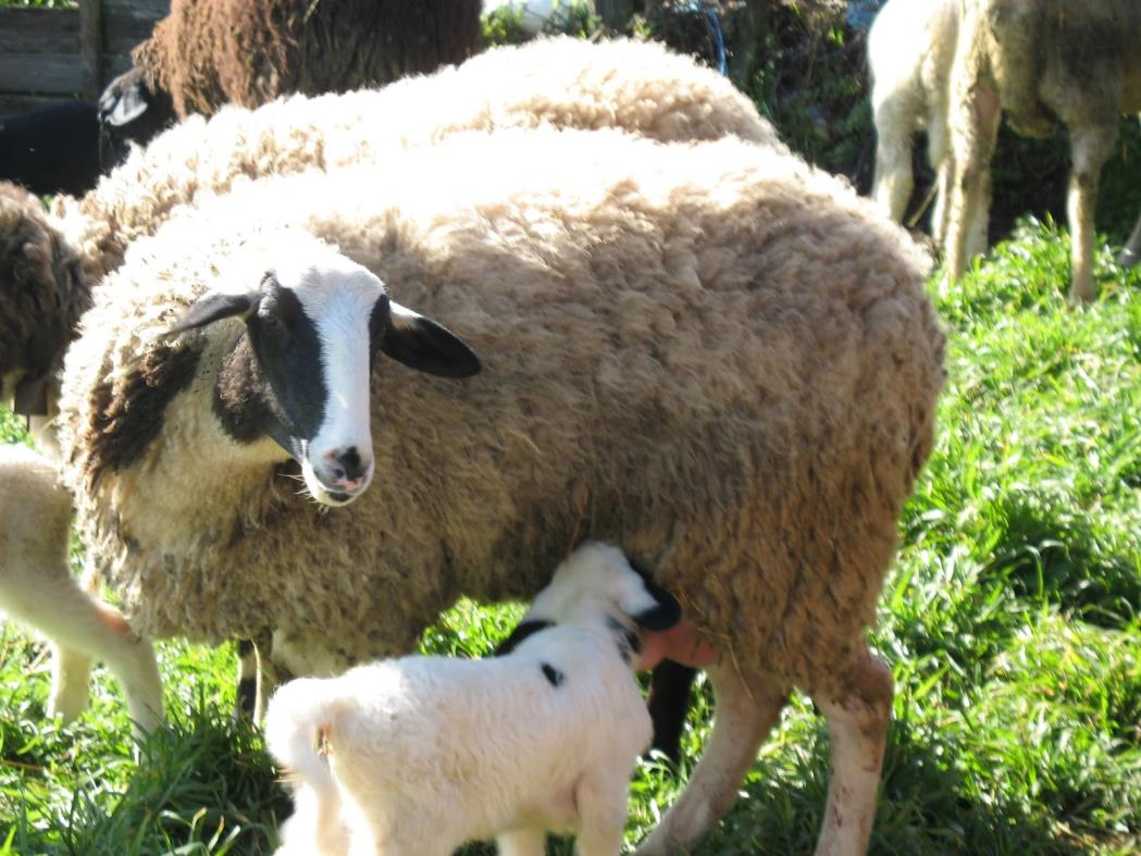 Πρόβατο Το οικόσιτο πρόβατο (Ovis aries - Πρόβατον ο κριός), το πιο κοινό μέλος της οικογένειας των προβάτων (Πρόβατον - Ovis), είναι ένα μηρυκαστικό, τετράποδο ζώο, που πιθανότατα κατάγεται από τα